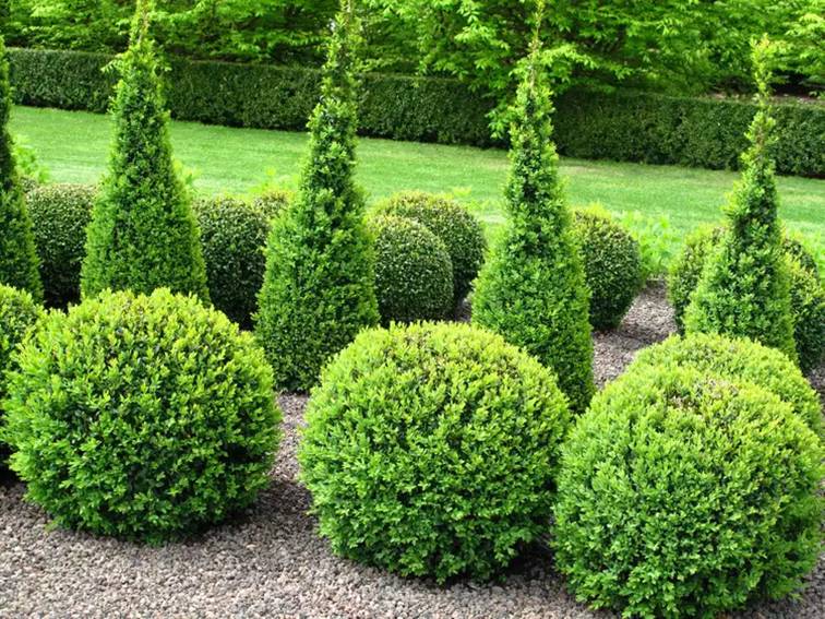 Bringing Beauty Home: The Perfect Garden Tree